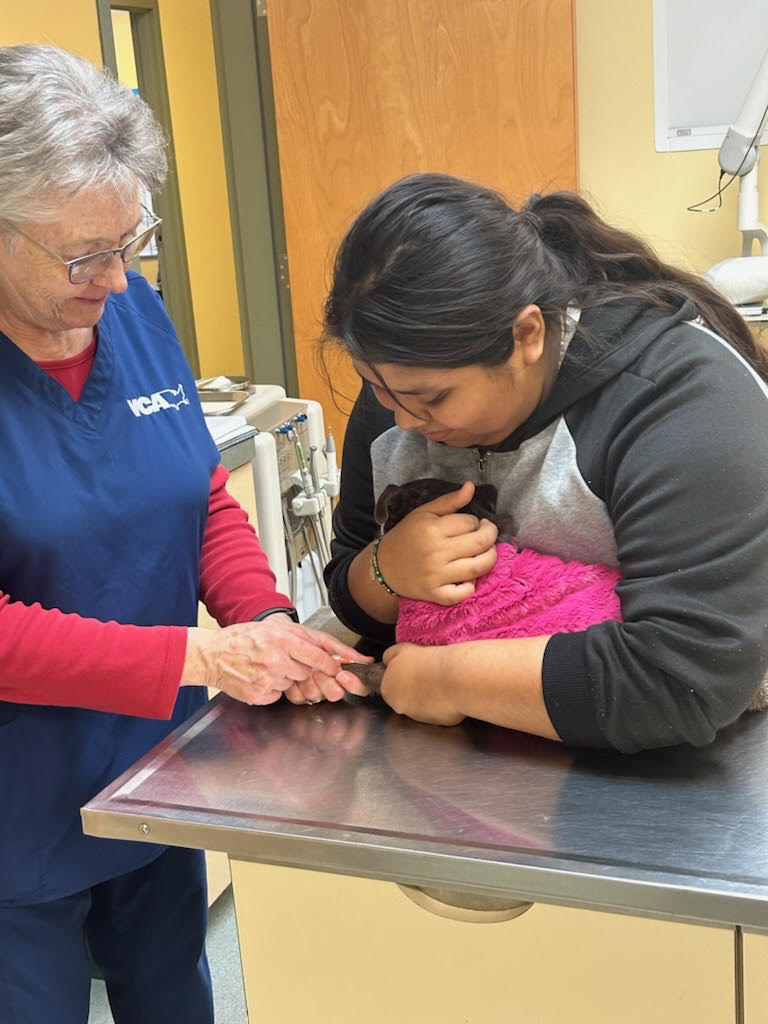 A teenager and a woman with white hair hold a small dog on a table at an animal hospital.