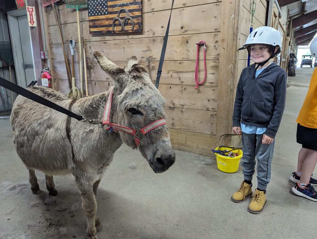 An intermediate student in a white helmet stands with his lips pressed together looking at a brown donkey in a stable.