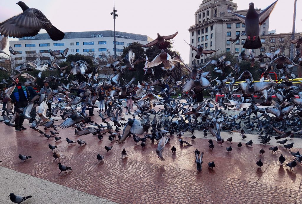 Birds taking off from the ground while many birds still remain on the ground in an urban setting. 