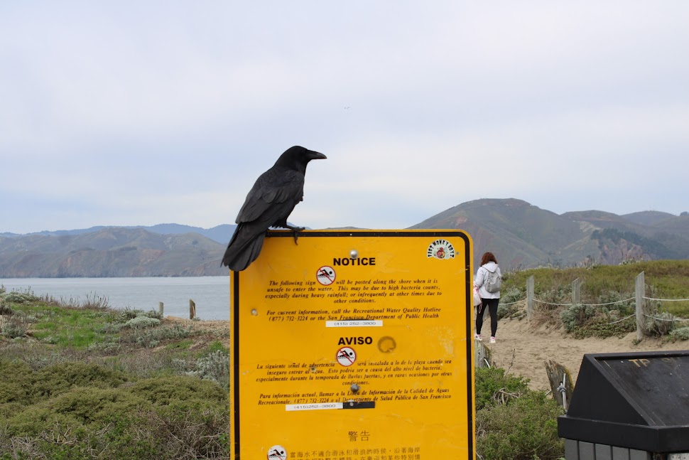 A black bird is sitting on a "Notice" sign at a beach with a person in the background and mountains by water. 