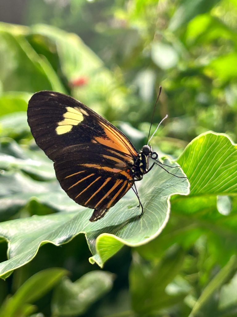 A butterfly with orange and black wings  is on a leaf in a green and nature setting. 