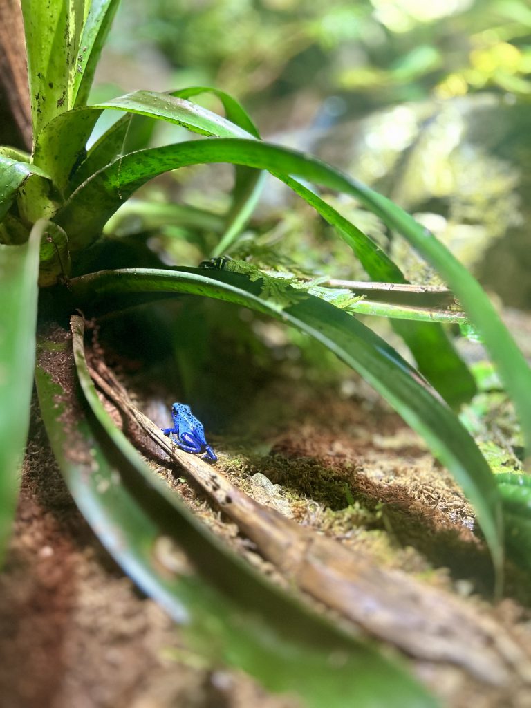 A little blue frog is under a plant looking up at it. The photo is taken from the ground and has a lot of plants in the background. 