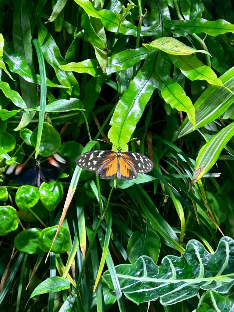 A butterfly with orange, white and black wings is on a long green leaf next to another butterfly. There are leaves all over the photo. 