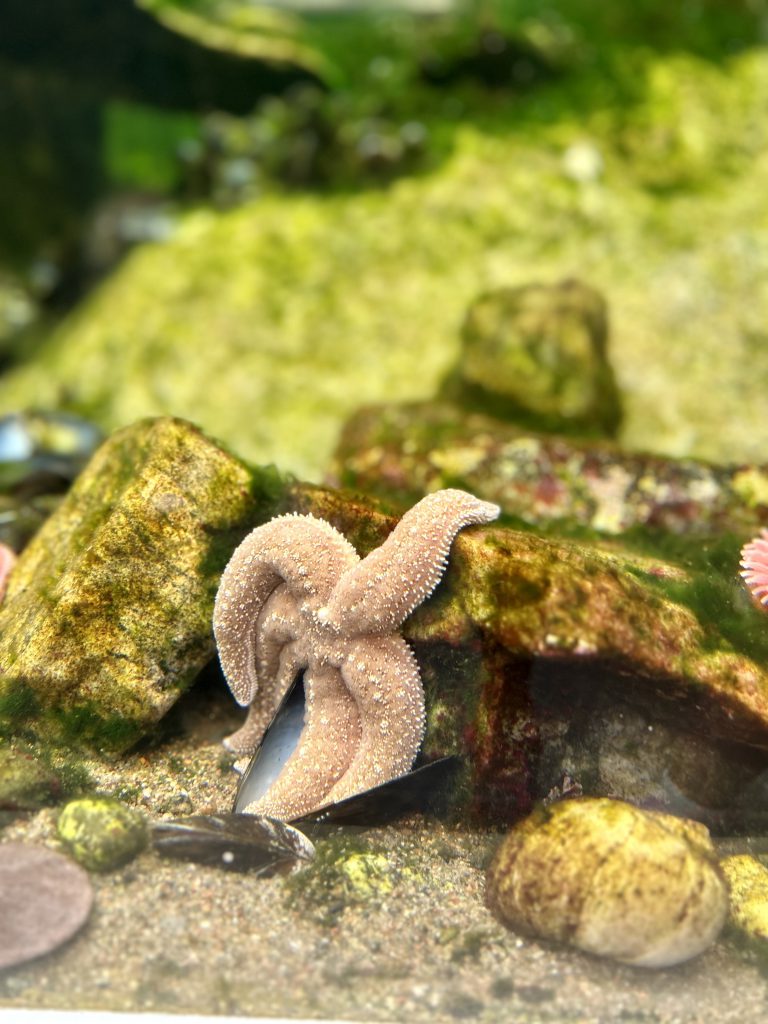 A starfish holds onto a rock as the bottom half of the starfish is on the side of the rock. It's legs are touching the sand on the floor. 