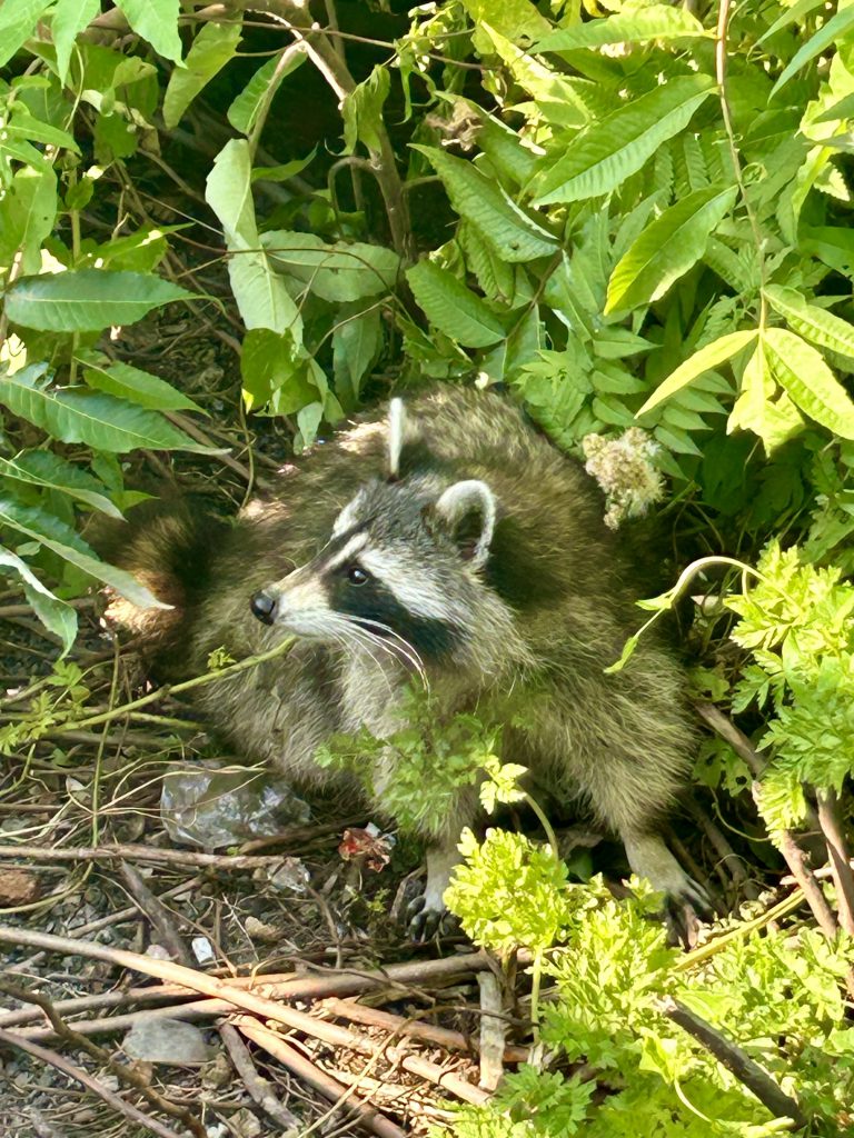 A racoon sits on the ground in sticks and rocks next to weeds and leaves all over the photo. 