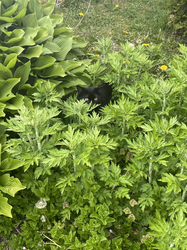 A black cat in weeds is looking at the camera with green eyes. 