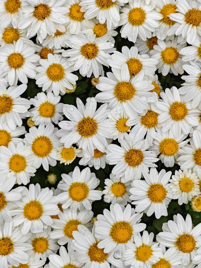 Daisys are all over the photo with sunflowers growing below their pedals. 