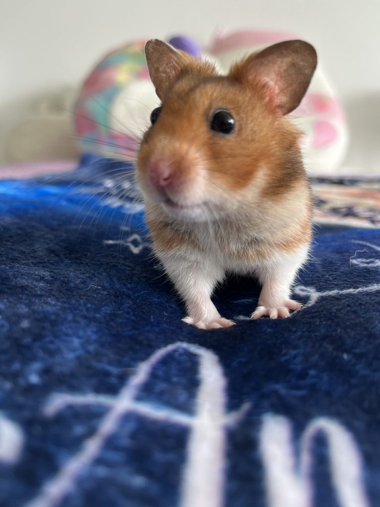 A hamster on a blanket with it's ears back and looking past the camera to the left. 