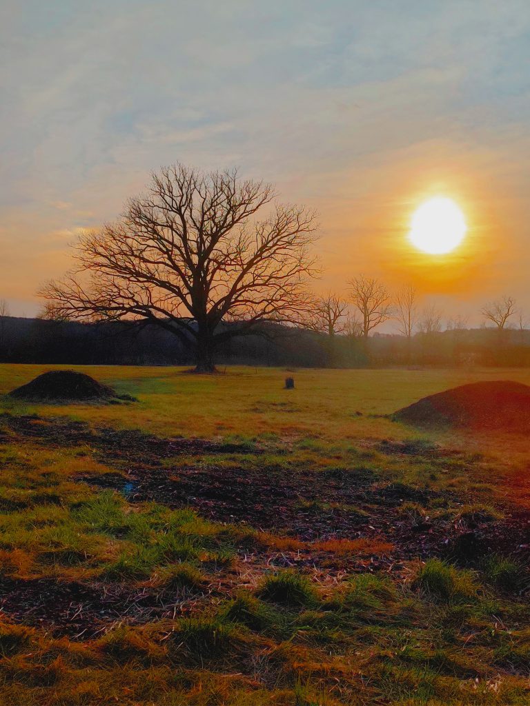 A photo of trees in a field with the sun rising behind them. There are small hills in the foreground and the sky is blue behind a thin layer of clouds. 