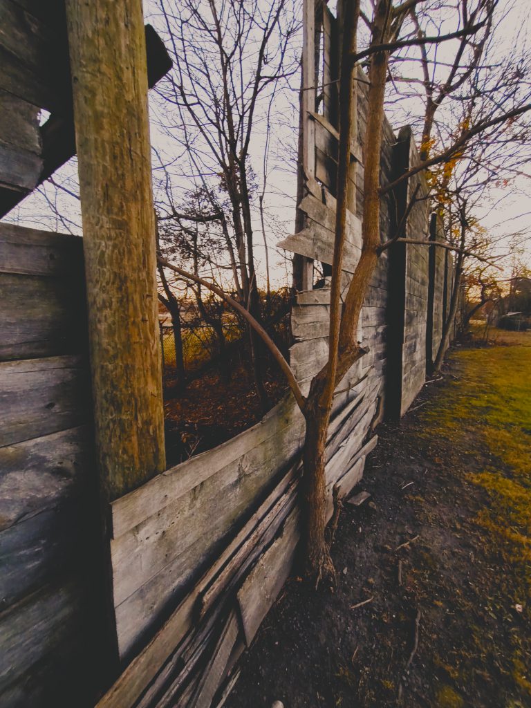 A tree branch going over an abandoned wall with trees and grass surrounding. 