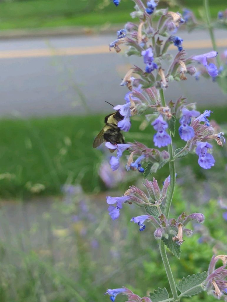 A bee reaching into a blue flower on a long stem covered in other blue and white flowers. Behind the bee is a road with grass on either side. 