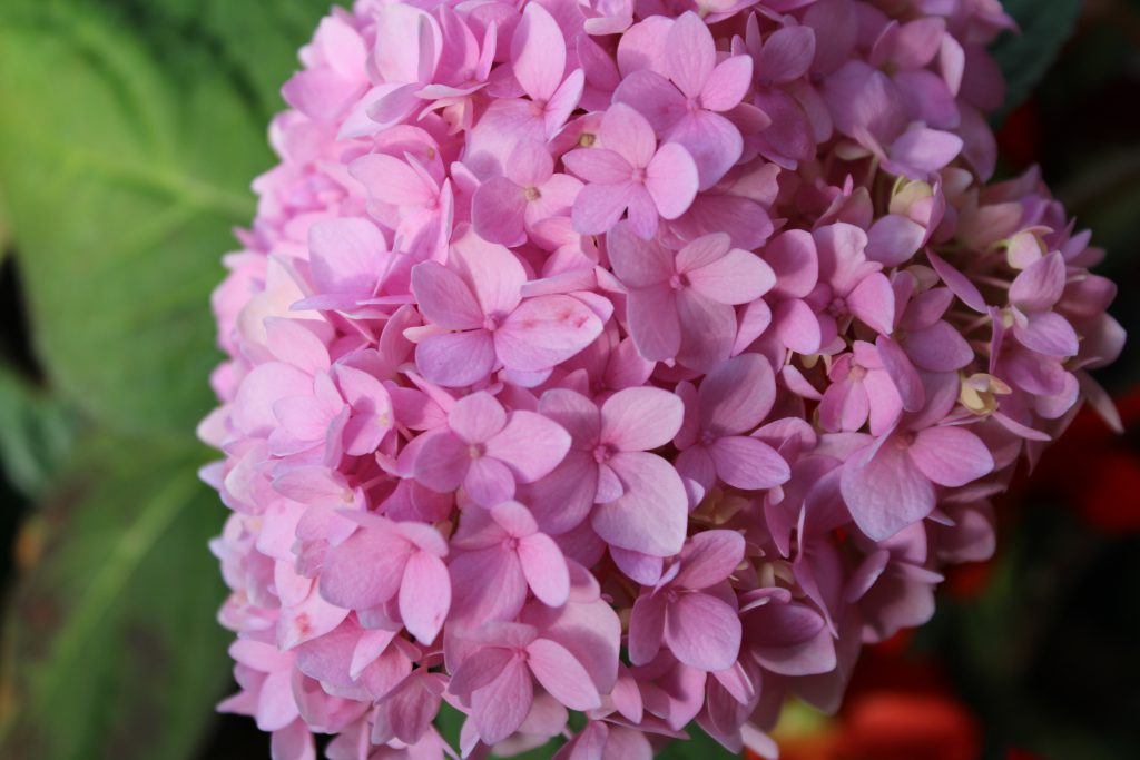 A picture of pink flowers up close to a camera with the bottom of the flower blurred out on the ground. 